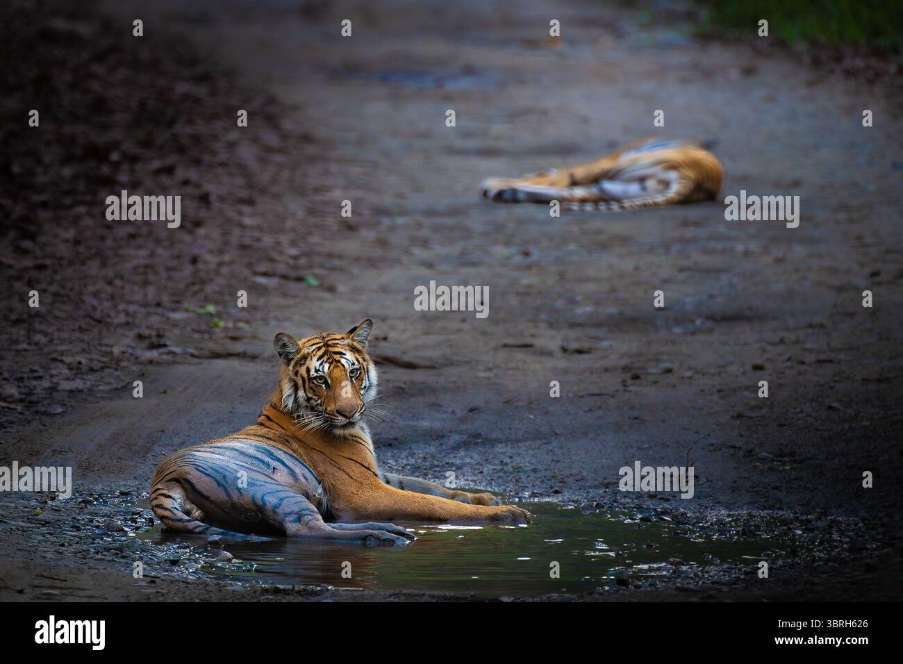 Ein männlicher Tiger sitzt wachsam auf einem Waldweg, während seine Mutter dahinter ruht. Gefangen im Jim Corbett National Park, zeigt wilde Großkatzenfamilien Verhalten. Stockfoto