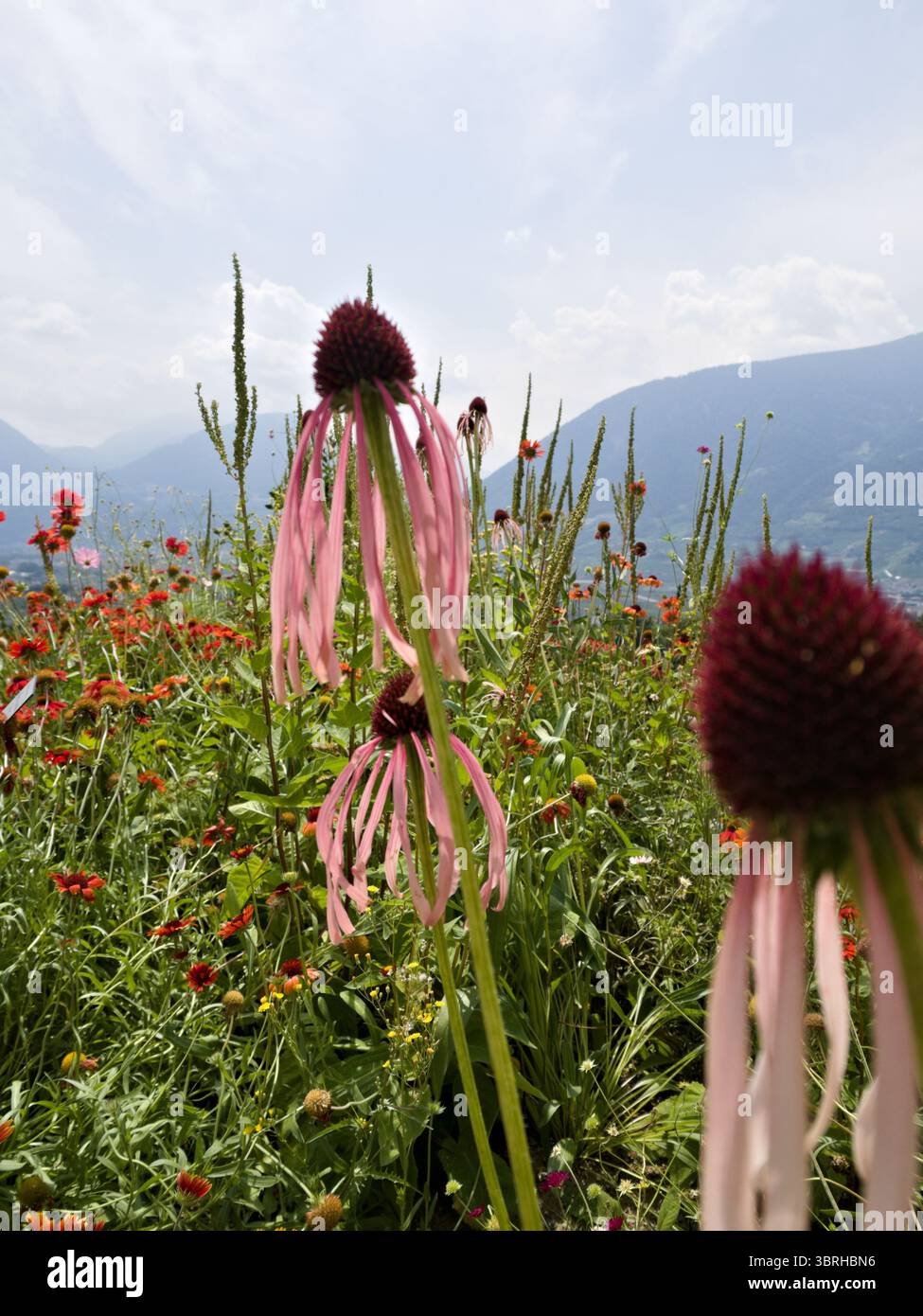 Blühende Echinacea-Blüten im Vordergrund mit blühenden dahinter. Eine natürliche Gartenszene, die den saisonalen Wandel und die blumige Alterung festlegt. Stockfoto