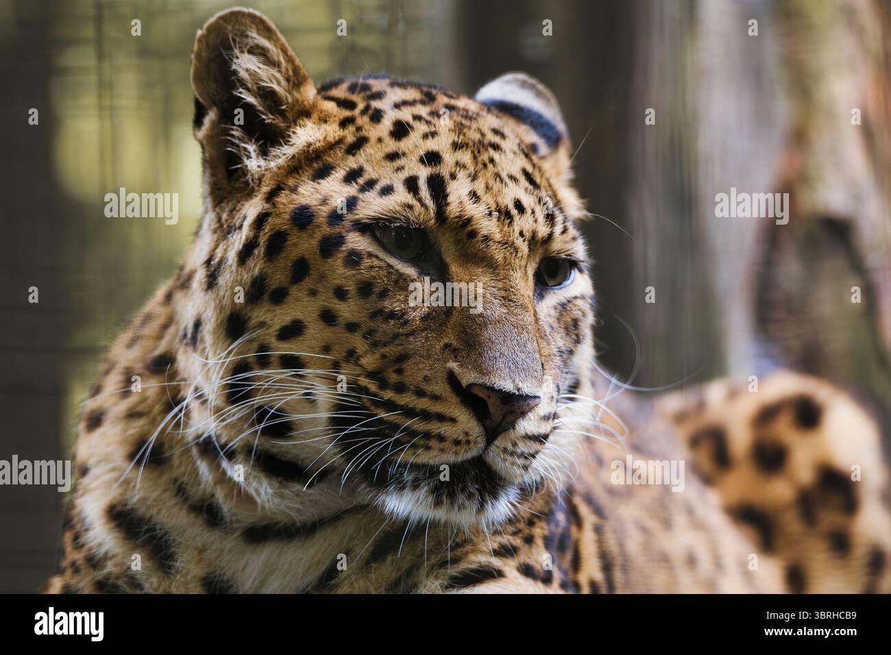 Leopard in der Tierwelt des Zoos Stockfoto