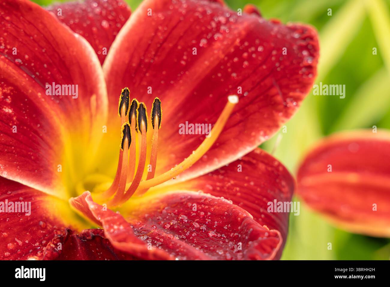 Makroansicht einer Taglilienblüte mit intensiven roten Blüten und markanten Staubblättern. Der Tau auf den Blütenblättern verbessert das frische und lebendige Aussehen. Stockfoto