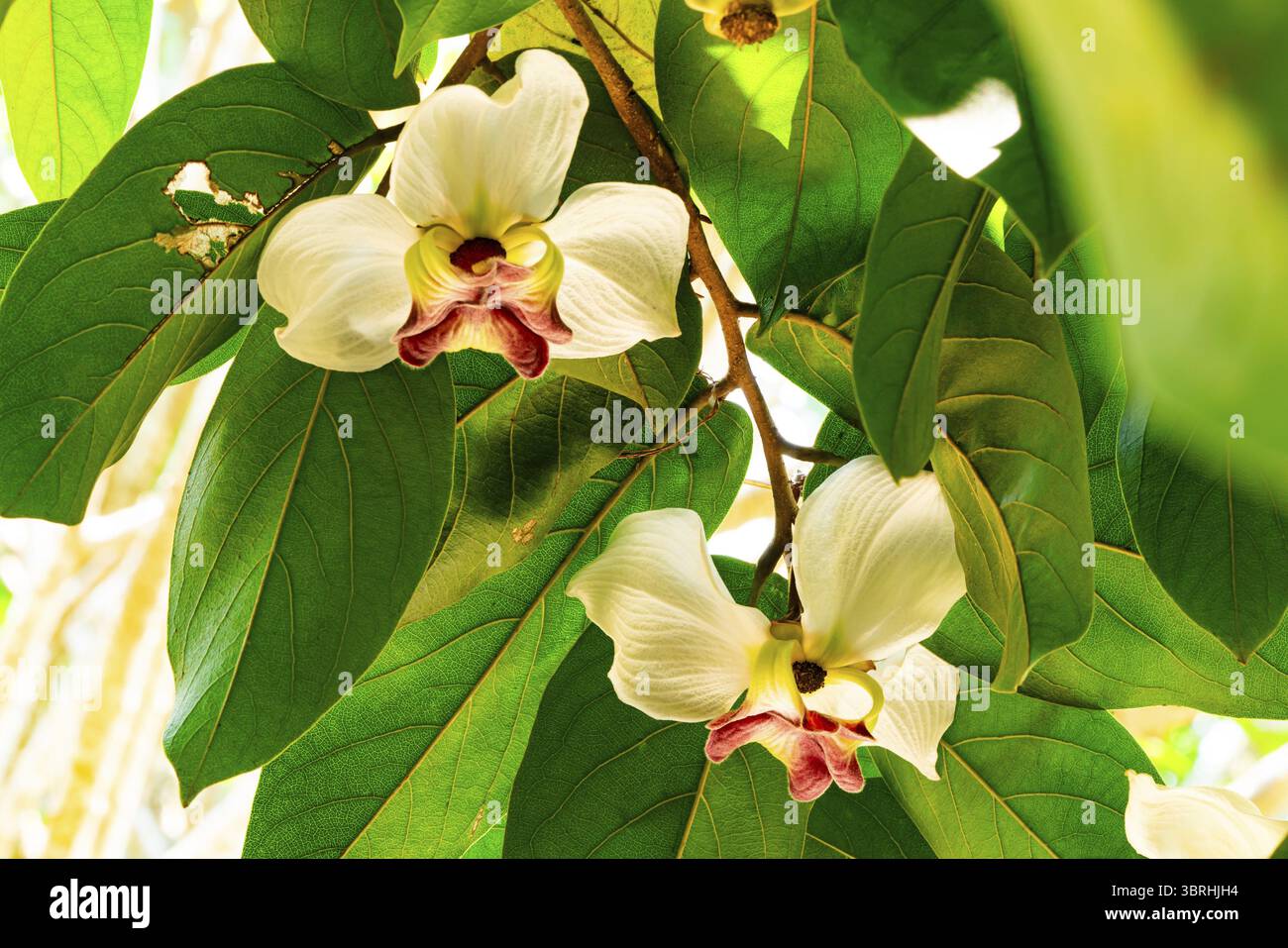 Blühende seltene Blume Mitrephora sirikitiae blüht auf einem Zweig des Baumes in der Sommersaison, Thailand Stockfoto