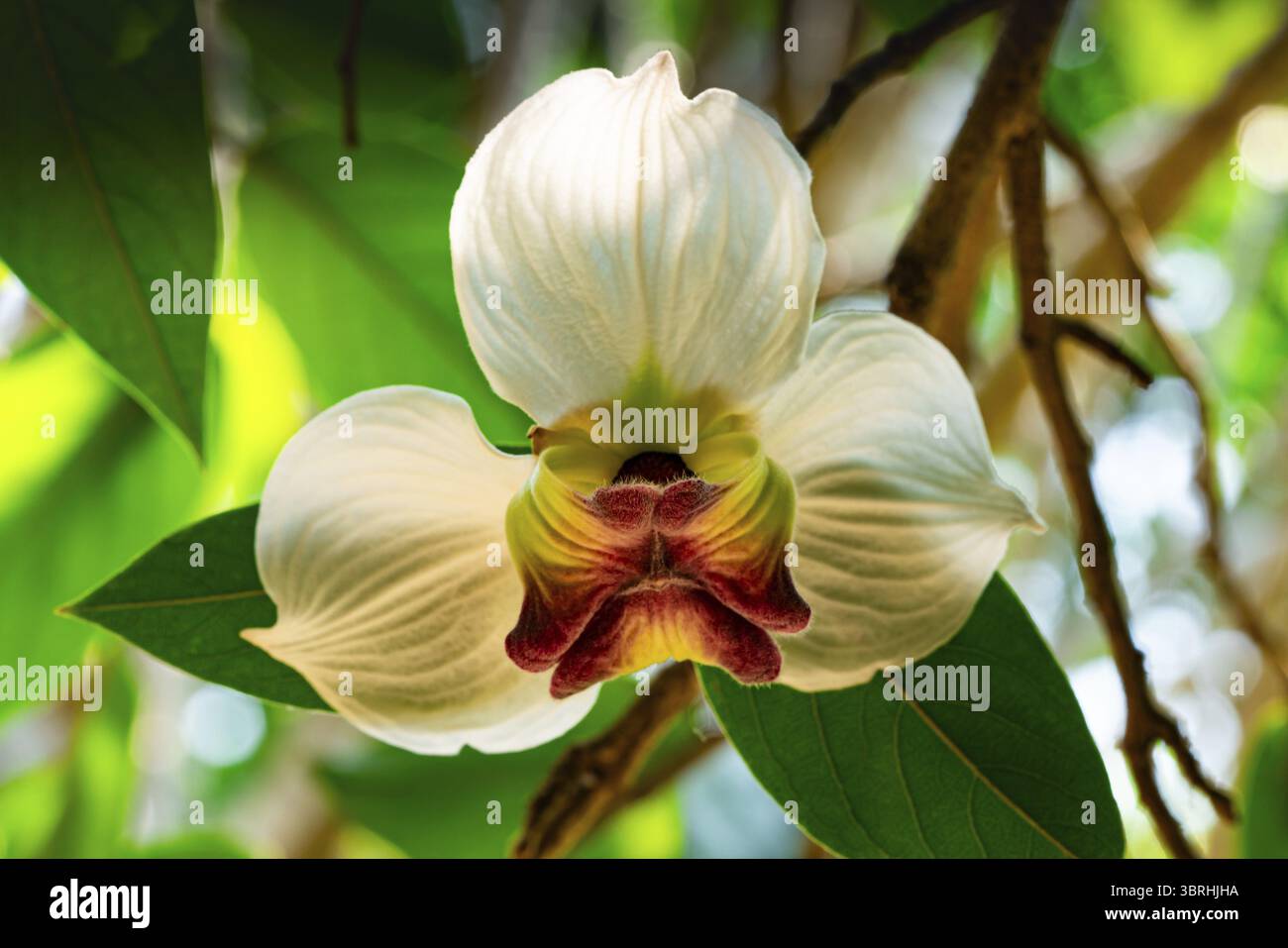 Einzelne blühende seltene Blüte Mitrephora sirikitiae Blüte auf einem Zweig des Baumes in der Sommersaison Stockfoto