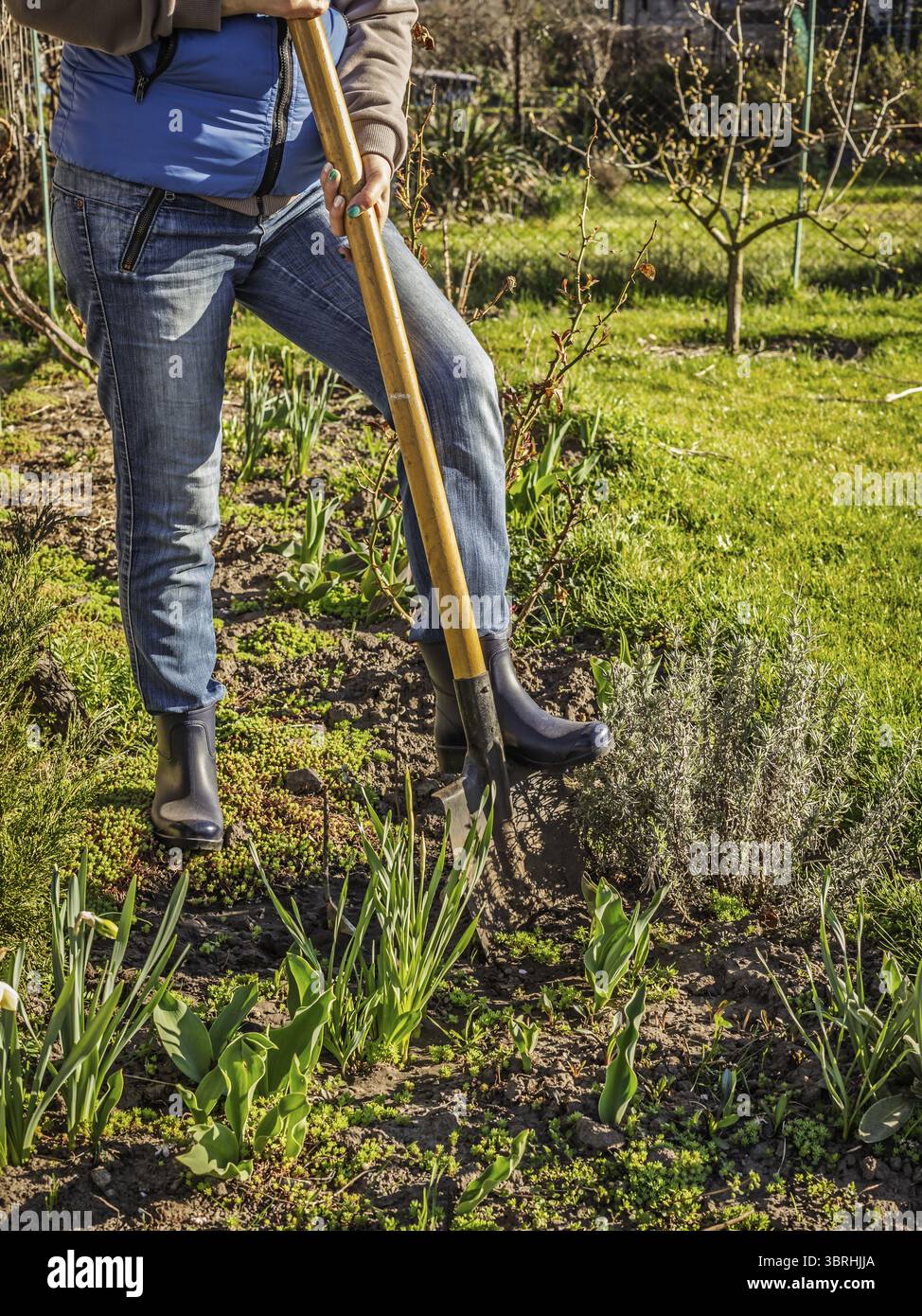 Gärtner in Gummistiefeln gräbt Erde auf dem Blumenbeet. Eine Farmerin gräbt in einem Garten mit einer großen Schaufel Stockfoto