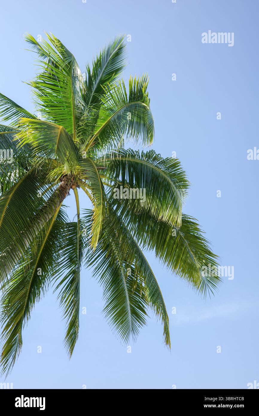 Ein atemberaubender Blick auf Kokospalmen mit Sonnenlicht, das durch die Blätter vor einem klaren tropischen Himmel strömt. Das Pulsierende El Nido, Palawan Stockfoto