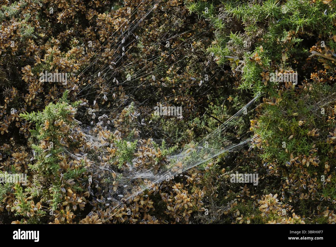 Tadmarton Heath, Oxford, UK, 3. Juli 2025 eine Spinne hat itÕs Netze gedreht Stockfoto