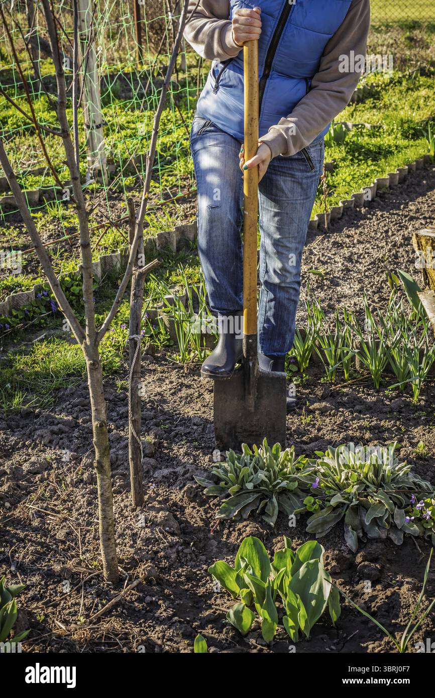 Gärtner in Gummistiefel ist graben Boden auf einem Bett. Frau Bauer Grabungen in einem Garten mit einem großen Schaufel Stockfoto