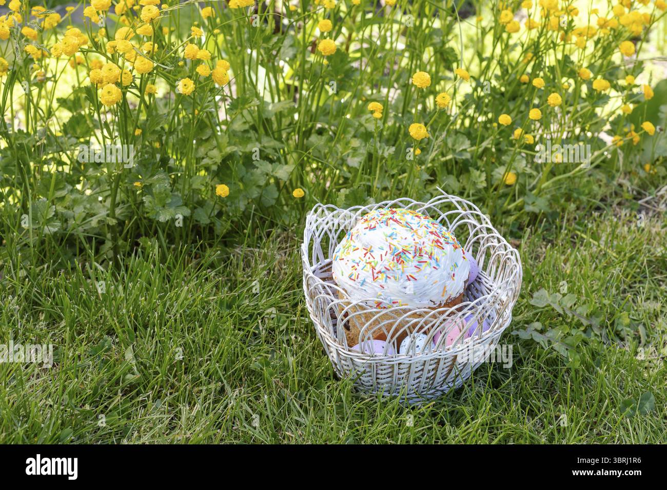Süßer Osterkuchen und bunte Ostereier im Korb mit grünem Gras und gelbem Ranunkulus asiaticus im Hintergrund Stockfoto