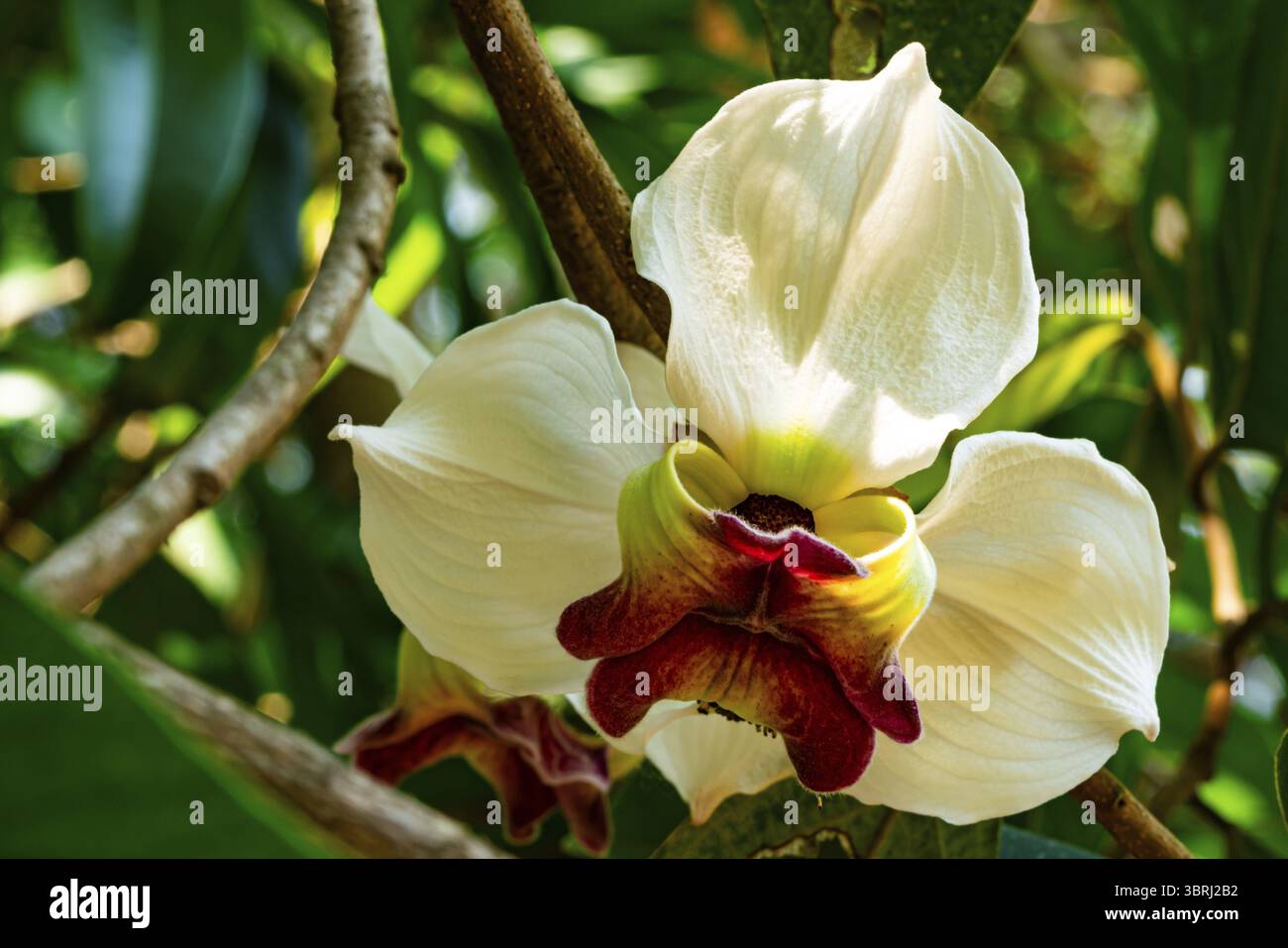 Blühende einzelne seltene Blume Mitrephora sirikitiae blüht auf einem Zweig des Baumes in der Sommersaison, Thailand Stockfoto