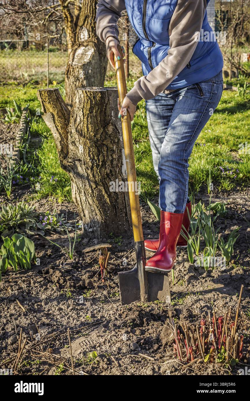 Gärtner in Red Rubber Boots ist graben Boden auf einem Bett. Frau Bauer Grabungen in einem Garten mit einem großen Schaufel Stockfoto