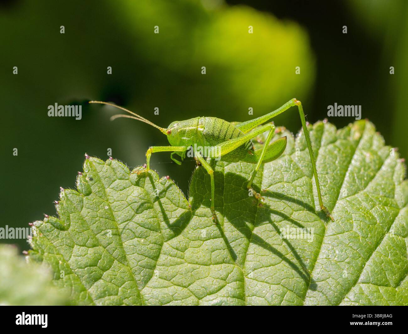 Erwachsene weibliche UK-Buschgrille mit schwarzen Flecken auf grünem Körper und hinterem Ovipositor. Stockfoto