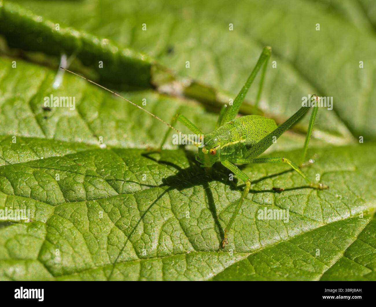 Erwachsene weibliche UK-Buschgrille mit schwarzen Flecken auf grünem Körper und hinterem Ovipositor. Stockfoto