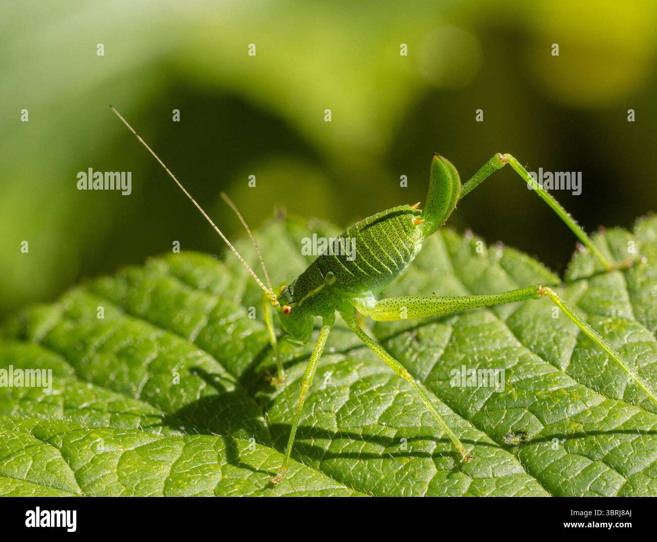 Erwachsene weibliche UK-Buschgrille mit schwarzen Flecken auf grünem Körper und hinterem Ovipositor. Stockfoto