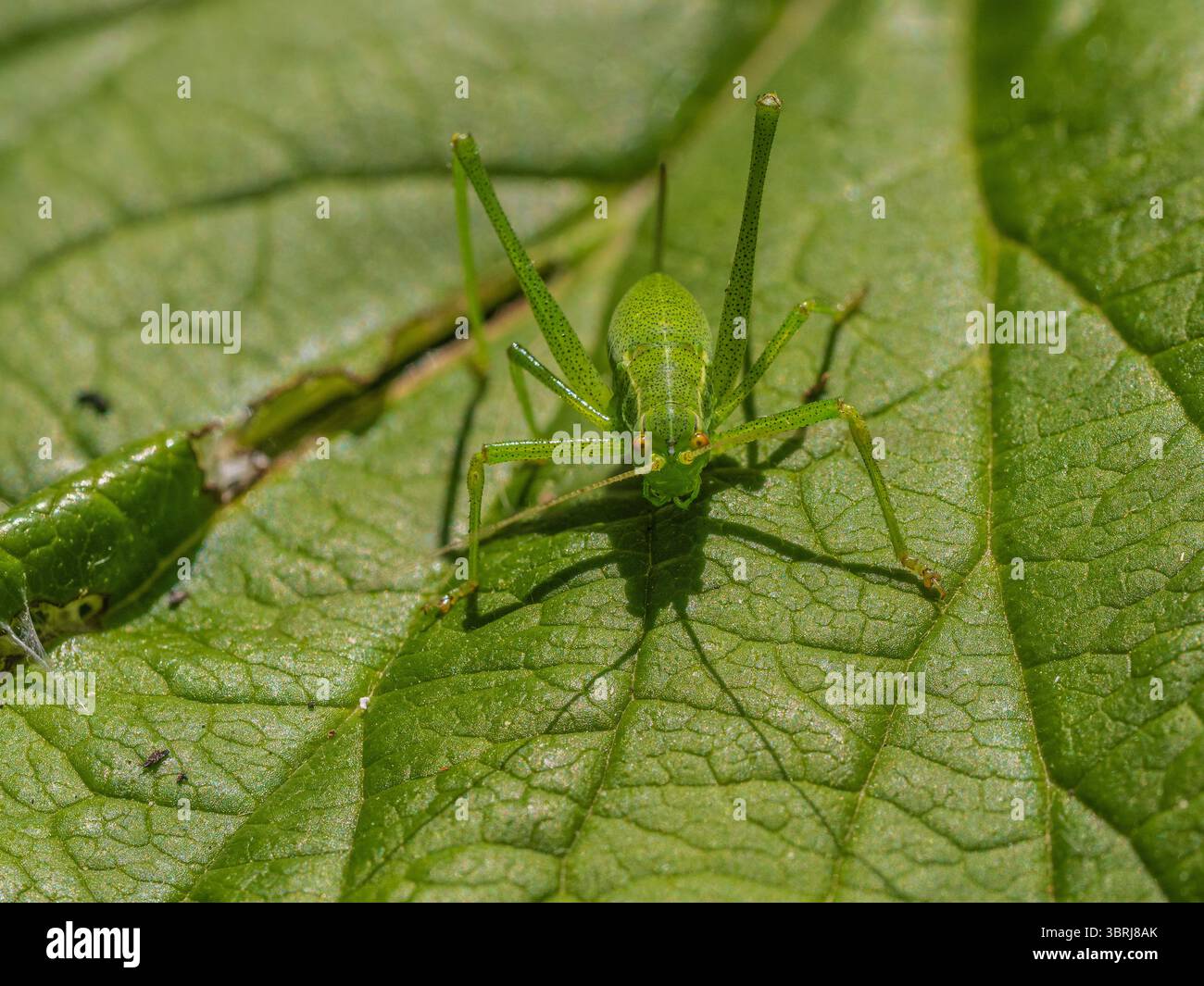 Erwachsene weibliche UK-Buschgrille mit schwarzen Flecken auf grünem Körper und hinterem Ovipositor. Stockfoto