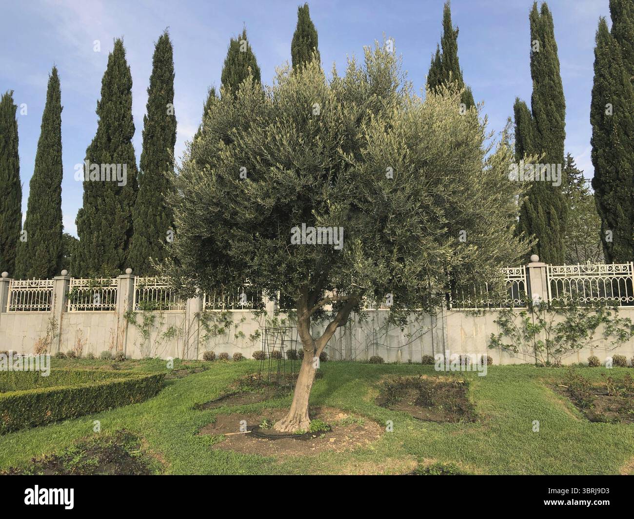 Olivenbaum und hohe Zypresse in einer Reihe entlang des Zauns im  Hintergrund im Sommer Garten Park gepflanzt Stockfotografie - Alamy