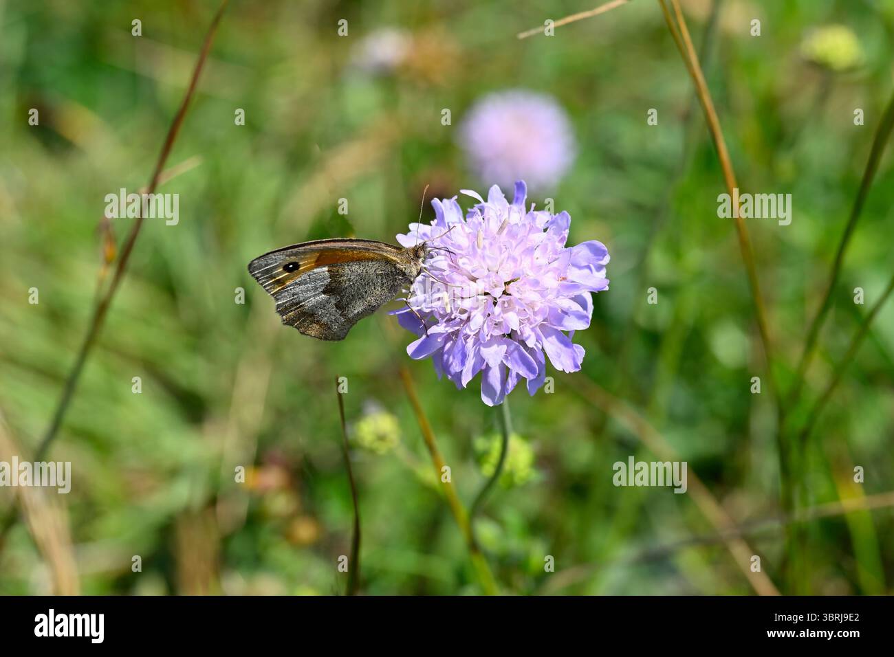 Maniola jurtina oder Meadow Brown Butterfy, ernährt sich von leichten malvenfarbenen Sommerblumen von Field Scabious, Knautia arvensis UK Juli Stockfoto