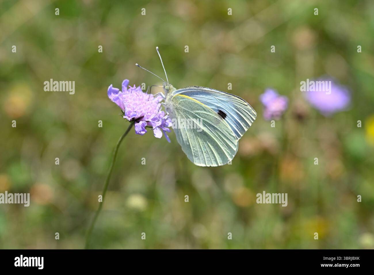 Großer weiß- oder Kohl-Schmetterling Pieris brassicae auf hellen, mauvenfarbenen Sommerblumen von Feldskabious, Knautia arvensis Stockfoto