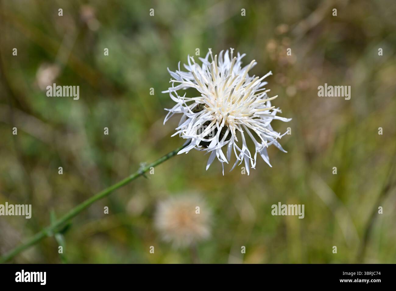 Sommerblume der seltenen weißen Form von Centaurea scabiosa oder Großkraut UK Juli Stockfoto