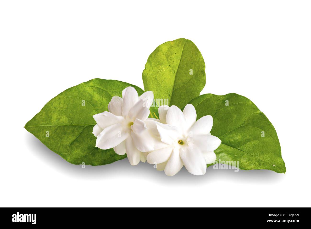 Nahaufnahme blühender Jasminblüten mit grünen Blättern isoliert auf weißem Hintergrund mit Schnittpfad Stockfoto