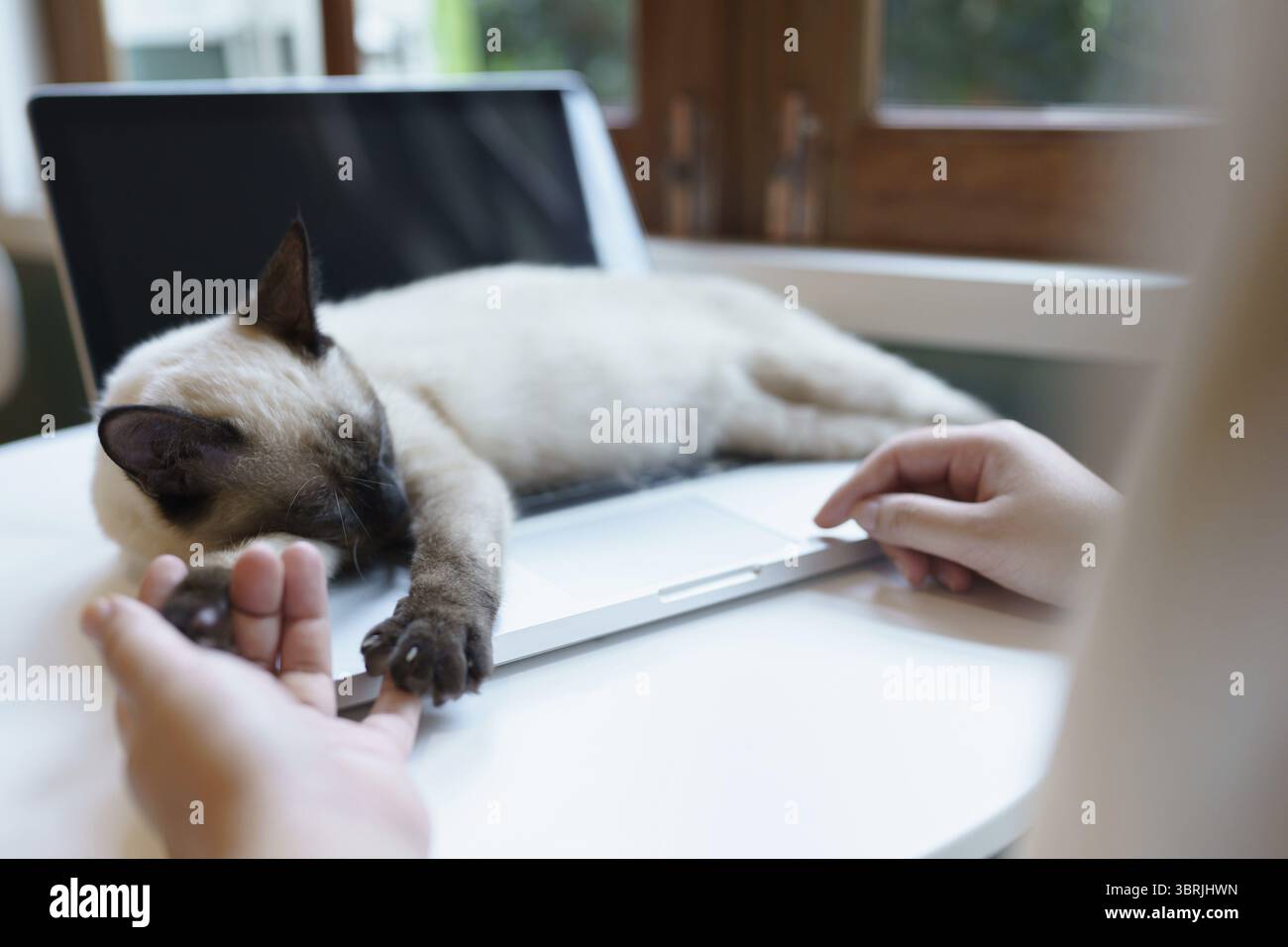 Frau, die von zu Hause aus mit der Katze arbeitet. Katze schläft auf der Laptop-Tastatur. Assistenzkatze, die am Laptop arbeitet Stockfoto
