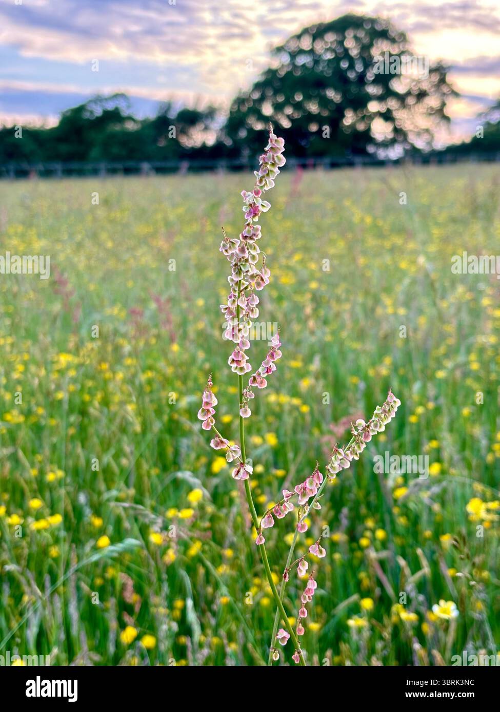 Gräser und Blumen auf der Sommerwiese - Smartphone-aufgenommenes Stockfoto