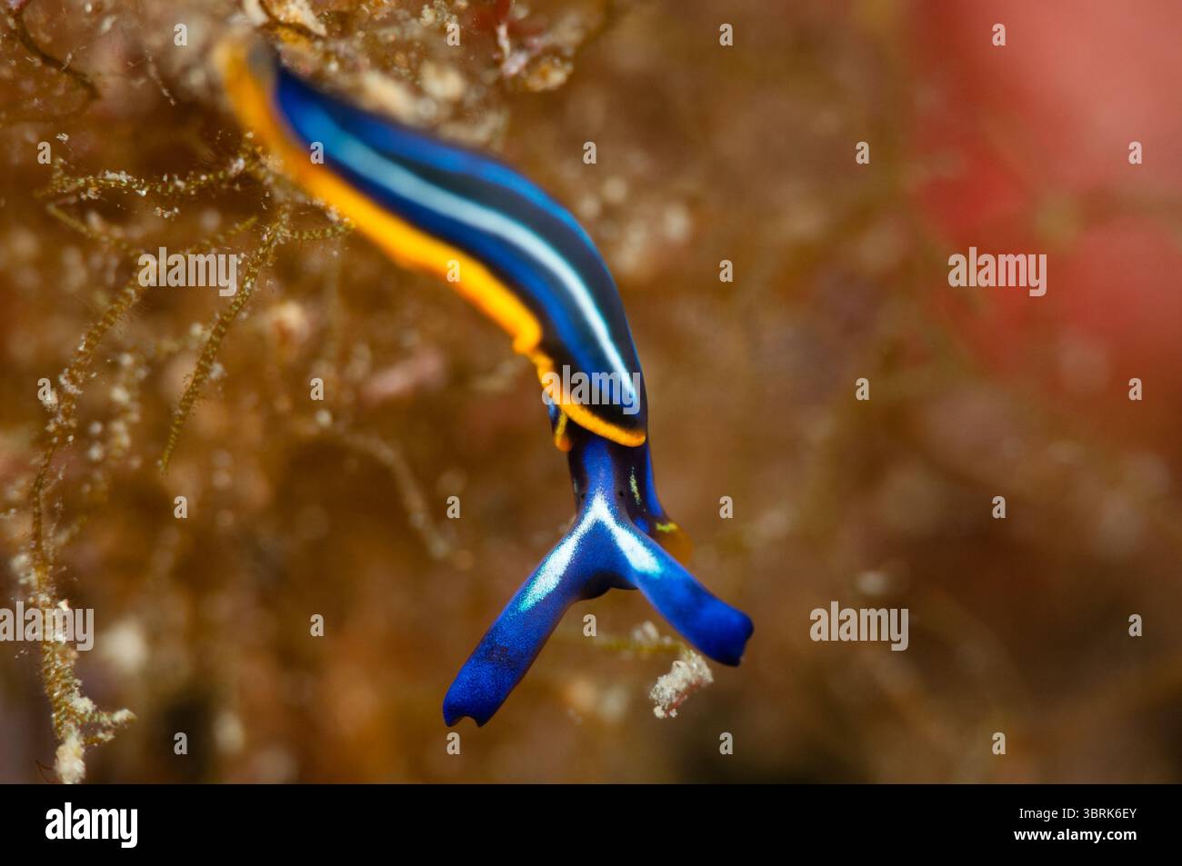 Hope's Elysia, Thuridilla hopei, Cadaques, Cap de Creus, Katalonien, Spanien Stockfoto