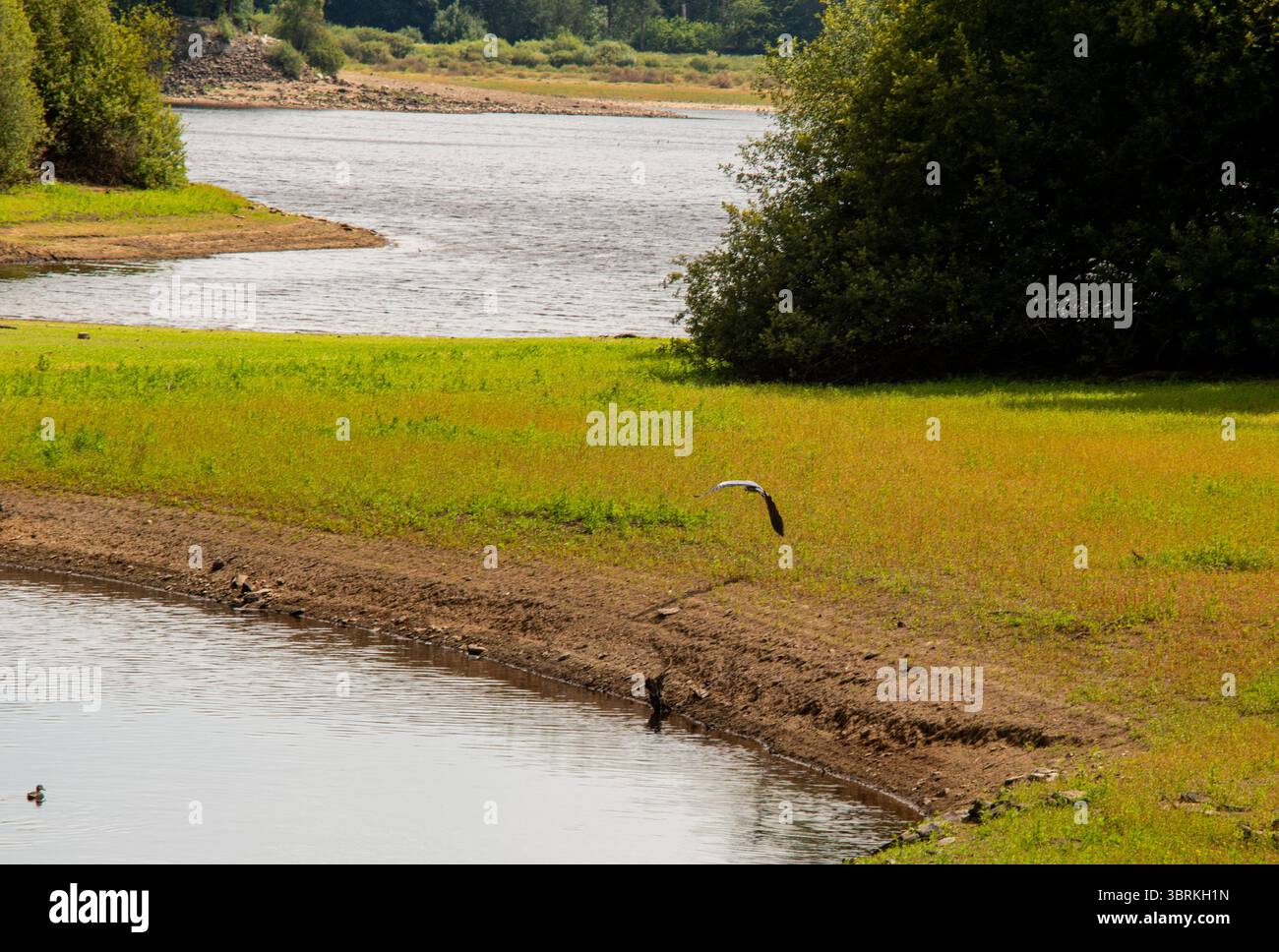 Harrogate, Großbritannien. Juli 2025. Da in Yorkshire ein strenges Verbot von Schlauchleitungen gilt, weisen zwei große Stauseen in der Nähe von Harrogate - Fewston und Swinsty - sehr geringe Wasserstände auf. Ein Reiher fliegt über das obere Ende von Swinsty. ernesto Rogata/Alamy Live News Stockfoto