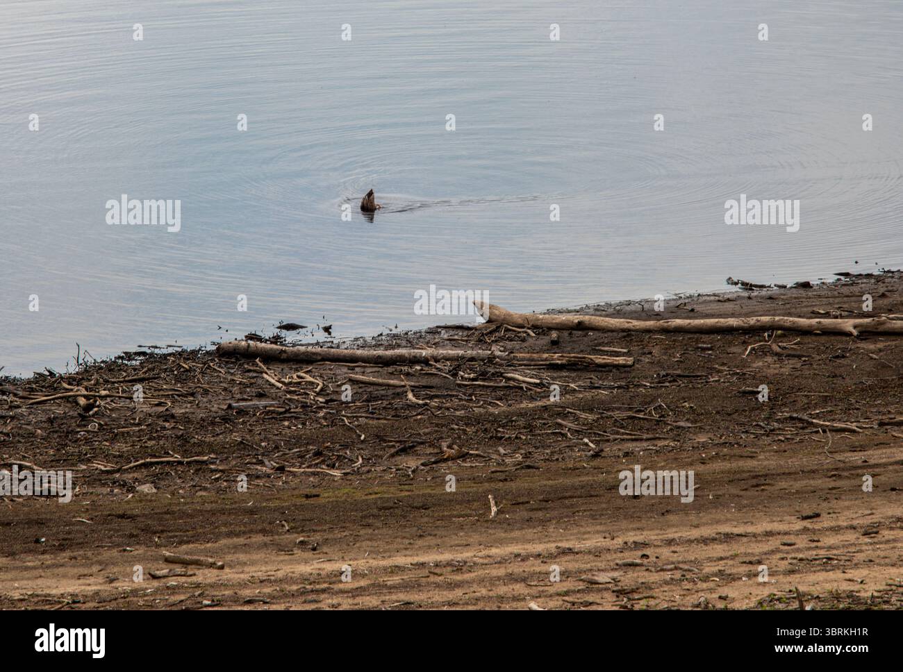 Harrogate, Großbritannien. Juli 2025. Da in Yorkshire ein strenges Verbot von Schlauchleitungen gilt, weisen zwei große Stauseen in der Nähe von Harrogate - Fewston und Swinsty - sehr geringe Wasserstände auf. Einsame Gänsefischerei in den sehr flachen Gewässern von Fewston. ernesto Rogata/Alamy Live News Stockfoto