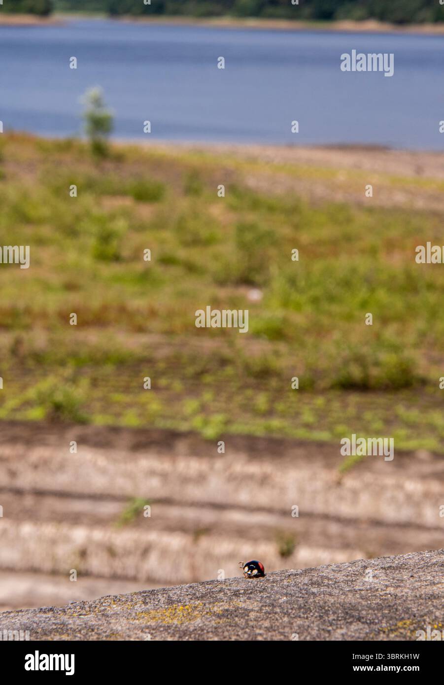 Harrogate, Großbritannien. Juli 2025. Da in Yorkshire ein strenges Verbot von Schlauchleitungen gilt, weisen zwei große Stauseen in der Nähe von Harrogate - Fewston und Swinsty - sehr geringe Wasserstände auf. Ein Marienkäfer scheint den ungewöhnlich trockenen Fewston zu beobachten. ernesto Rogata/Alamy Live News Stockfoto
