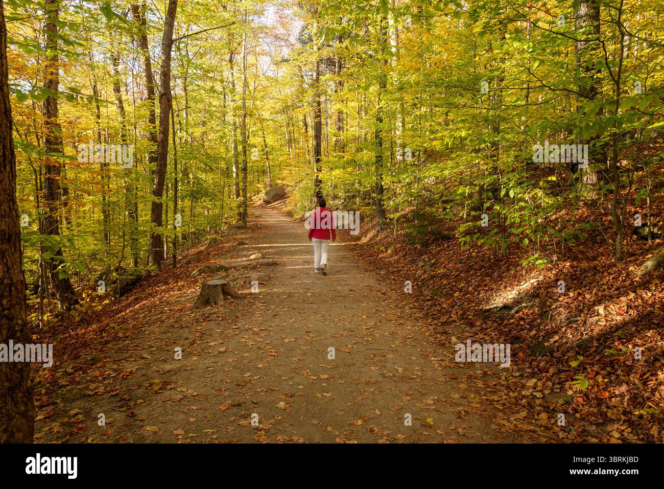 Frau, die an einem sonnigen Herbsttag durch einen Laubwald in den Bergen spaziert Stockfoto