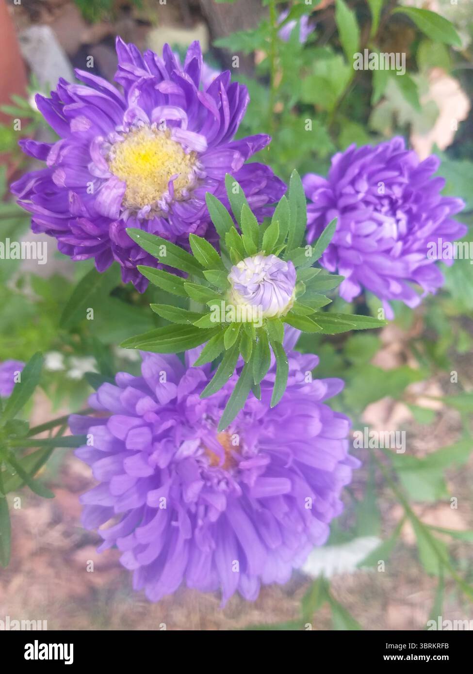 Blick von oben auf blühende violette Astern mit Blumen und grünen Blättern. Stockfoto