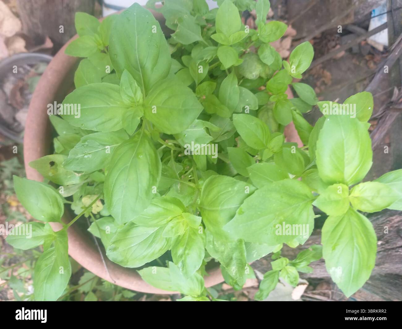 Frisches grünes Basilikum, das in einem Gartentopf wächst, von oben betrachtet. Die Blätter sind üppig und gesund und fangen die Essenz der selbst angebauten Kräuter in natürlichem LIG ein Stockfoto