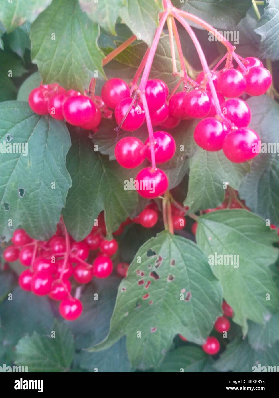 Gruppen reifer roter Viburnum-Beeren zwischen grünen Blättern, die in natürlichem Licht leuchten. Eine lebhafte Sommerszene mit frischem Obst und üppigem Laub. Stockfoto