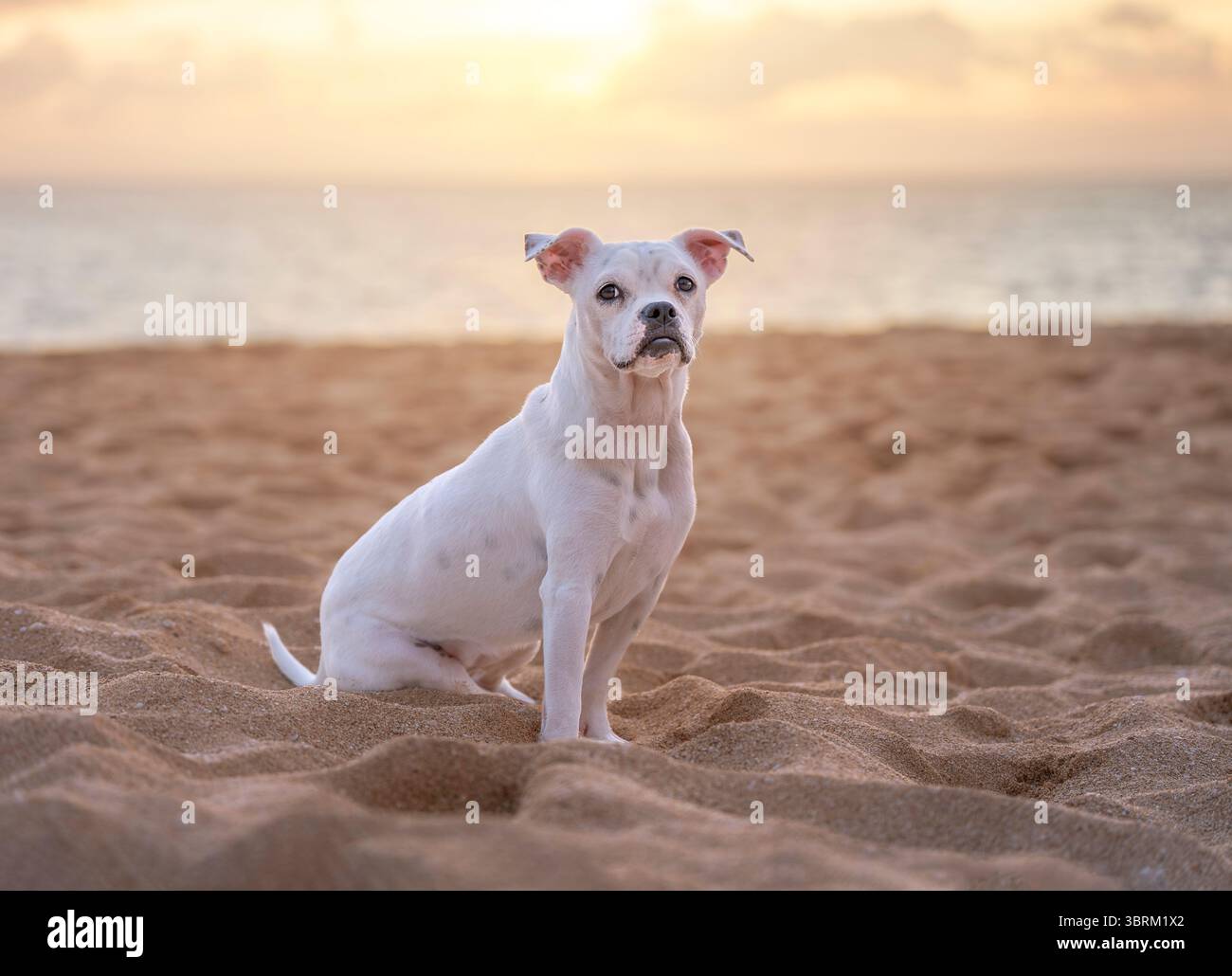 Süßer kleiner weißer Hund, der bei Sonnenuntergang am Strand sitzt Stockfoto