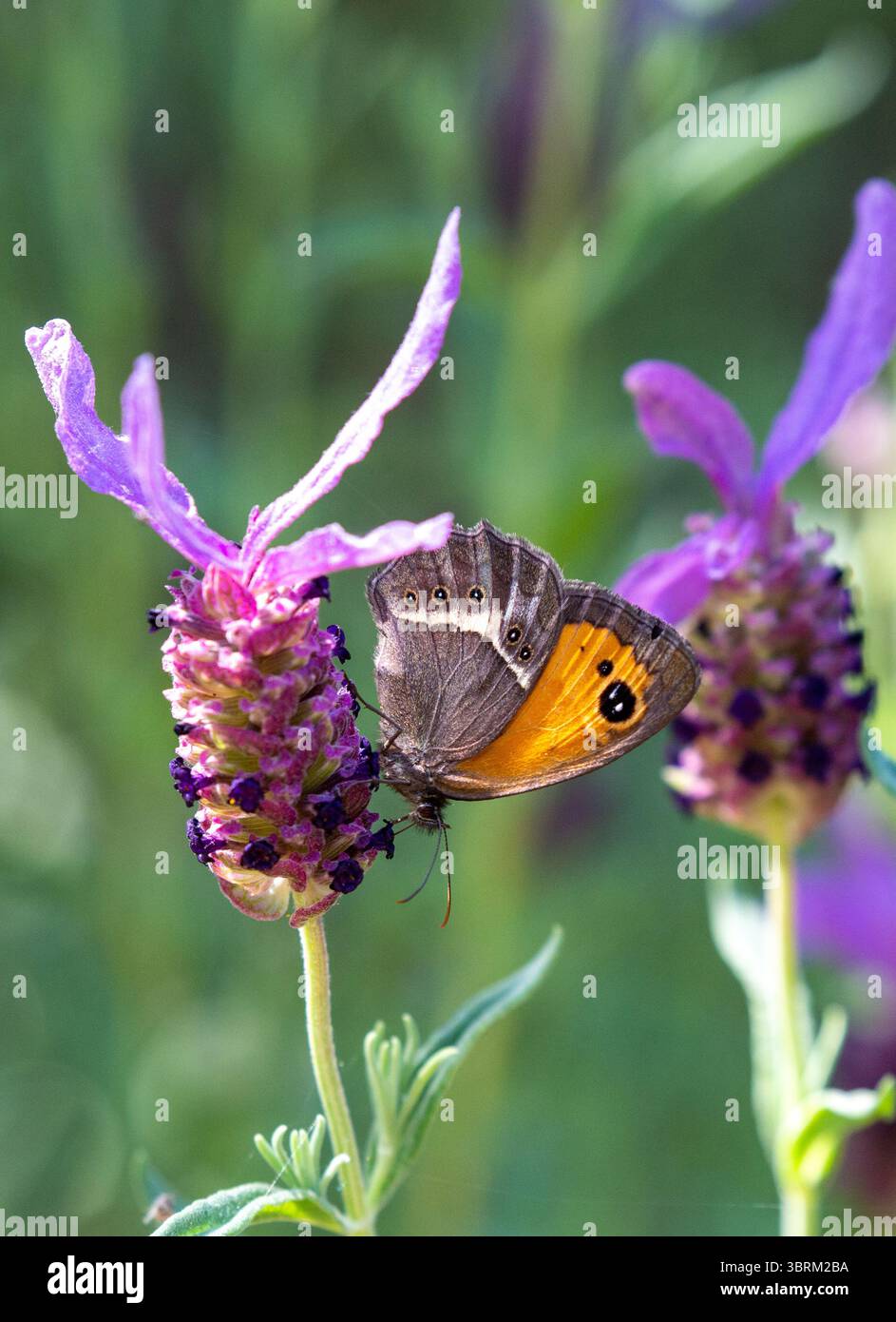 Spanischer Gatekeeper Schmetterling Pyronia tithonus in der spanischen Landschaft in Riaza in Zentralspanien Stockfoto
