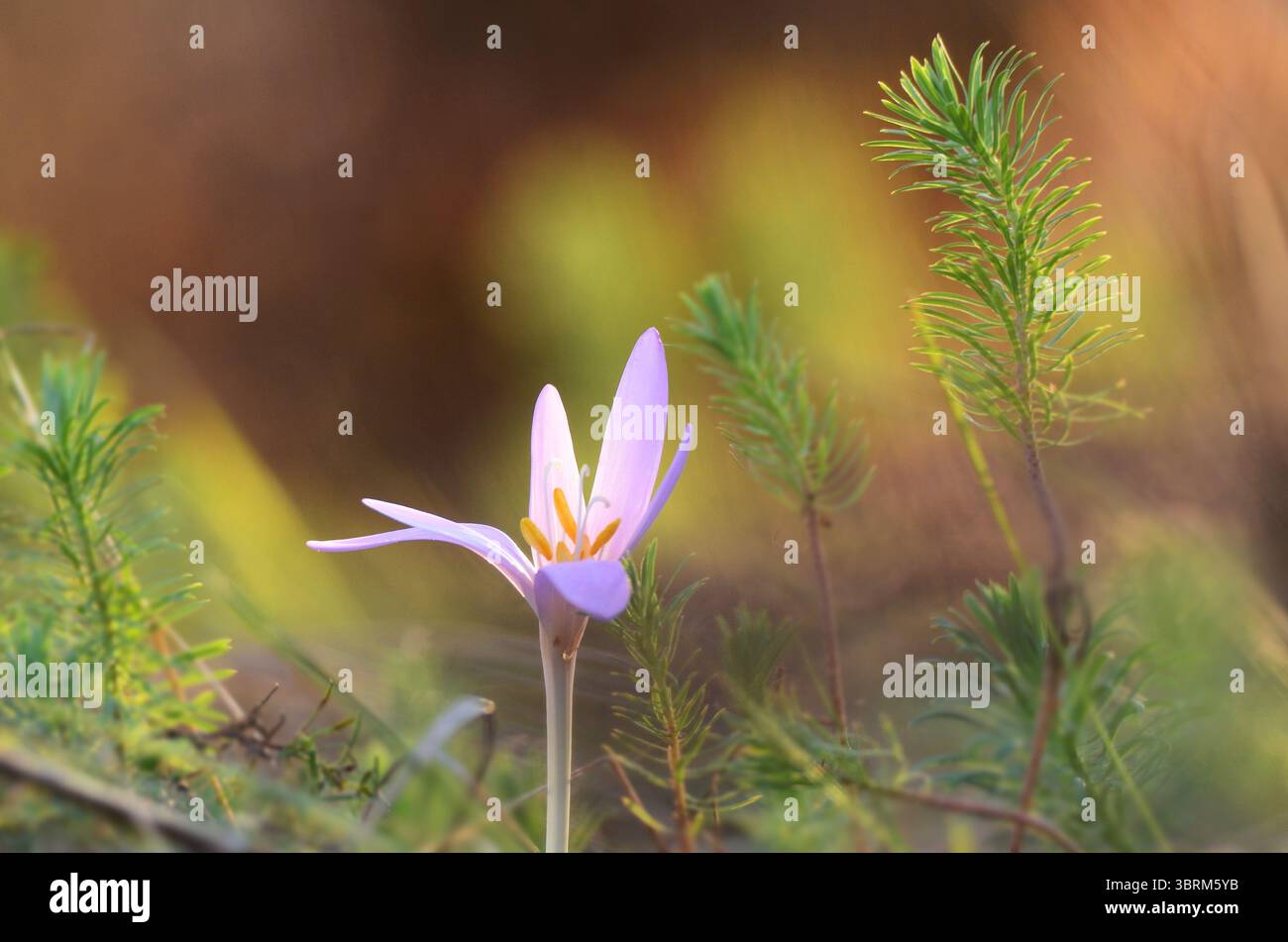Eine geschützte Wildblume, Herbstkrokus ( Colchicum autumnale) mit wunderschönem Hintergrund Stockfoto