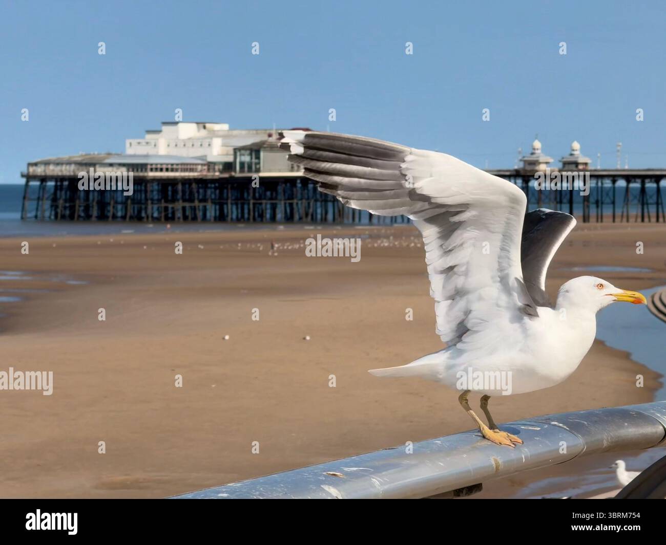 Möwe bereit für den Flug mit North Pier im Hintergrund auf der Blackpool Promenade - Smartphone-aufgenommenes Stockfoto