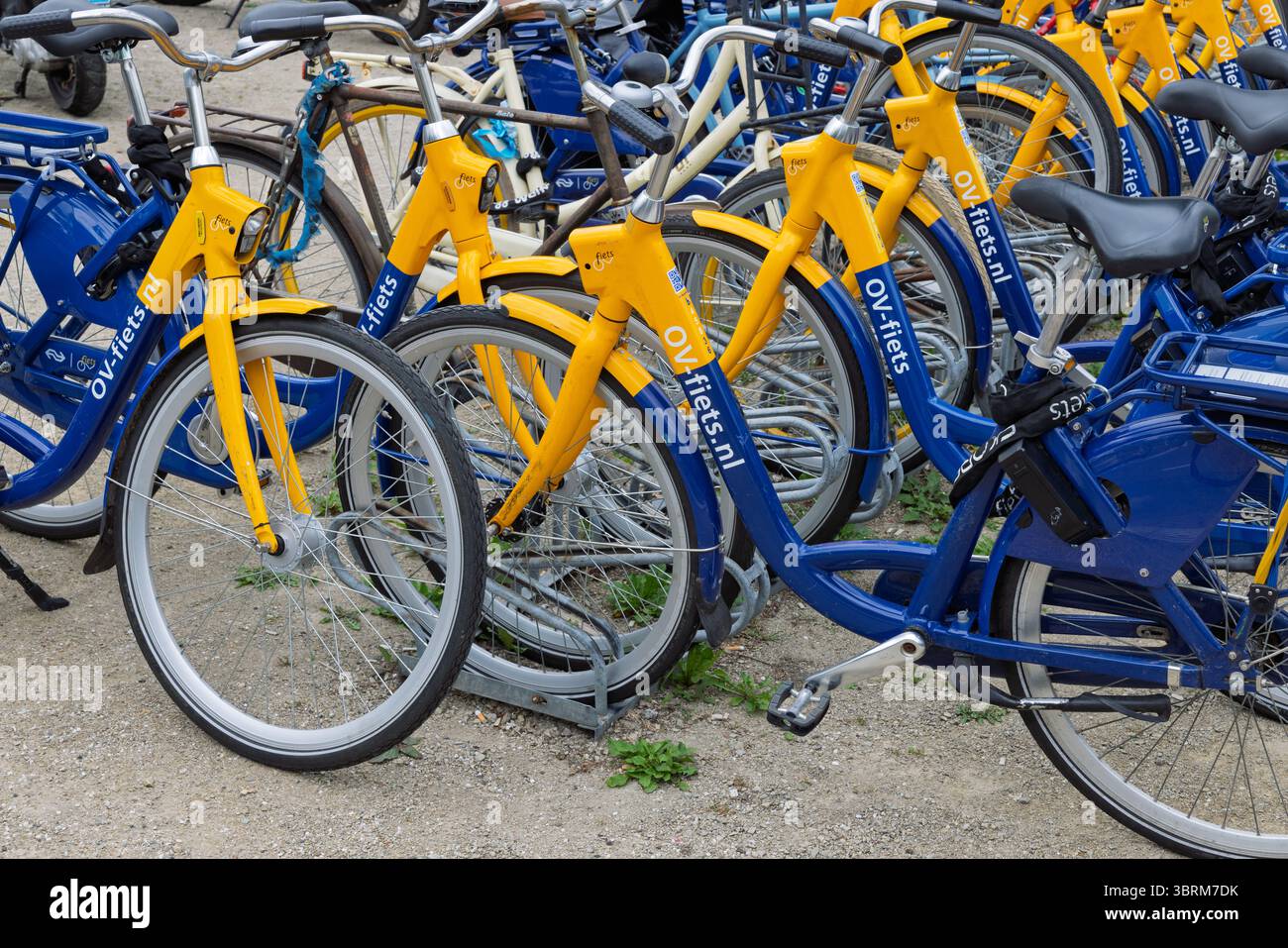 Ein dichter Regal mit blauen und gelben Mietfahrrädern (OV-fiets), geparkt und einsatzbereit. Utrecht, Niederlande, 5. Juni 2025. Stockfoto