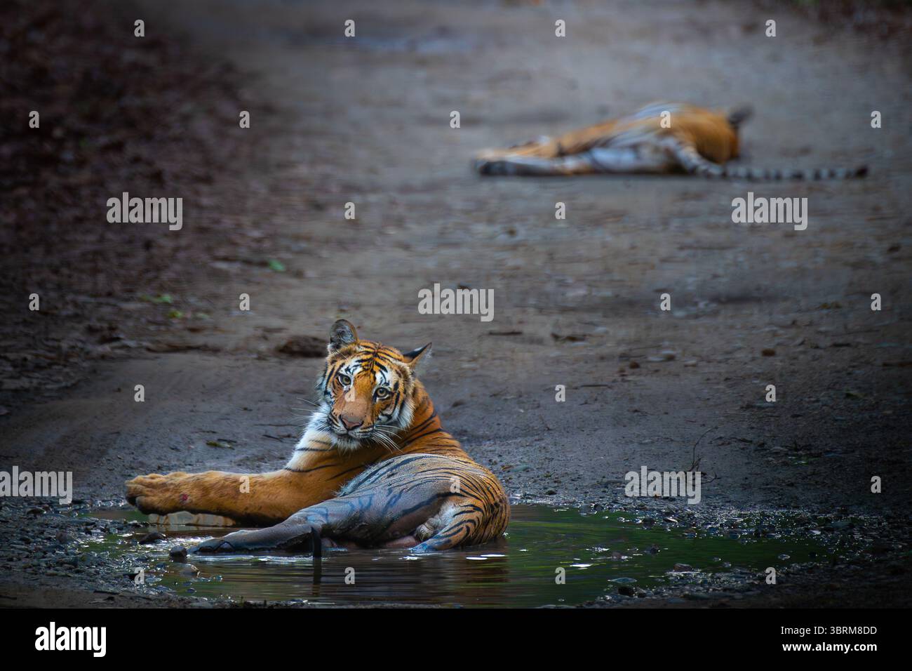 Ein männlicher Tiger sitzt wachsam auf einem Waldweg, während seine Mutter dahinter ruht. Gefangen im Jim Corbett National Park, zeigt wilde Großkatzenfamilien Verhalten. Stockfoto