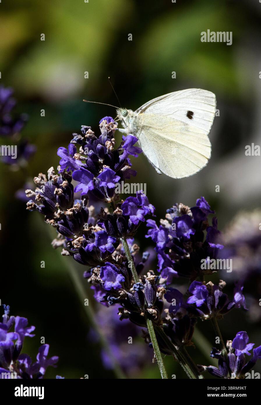 Großer weißer Schmetterling auf lila Buddleia Stockfoto