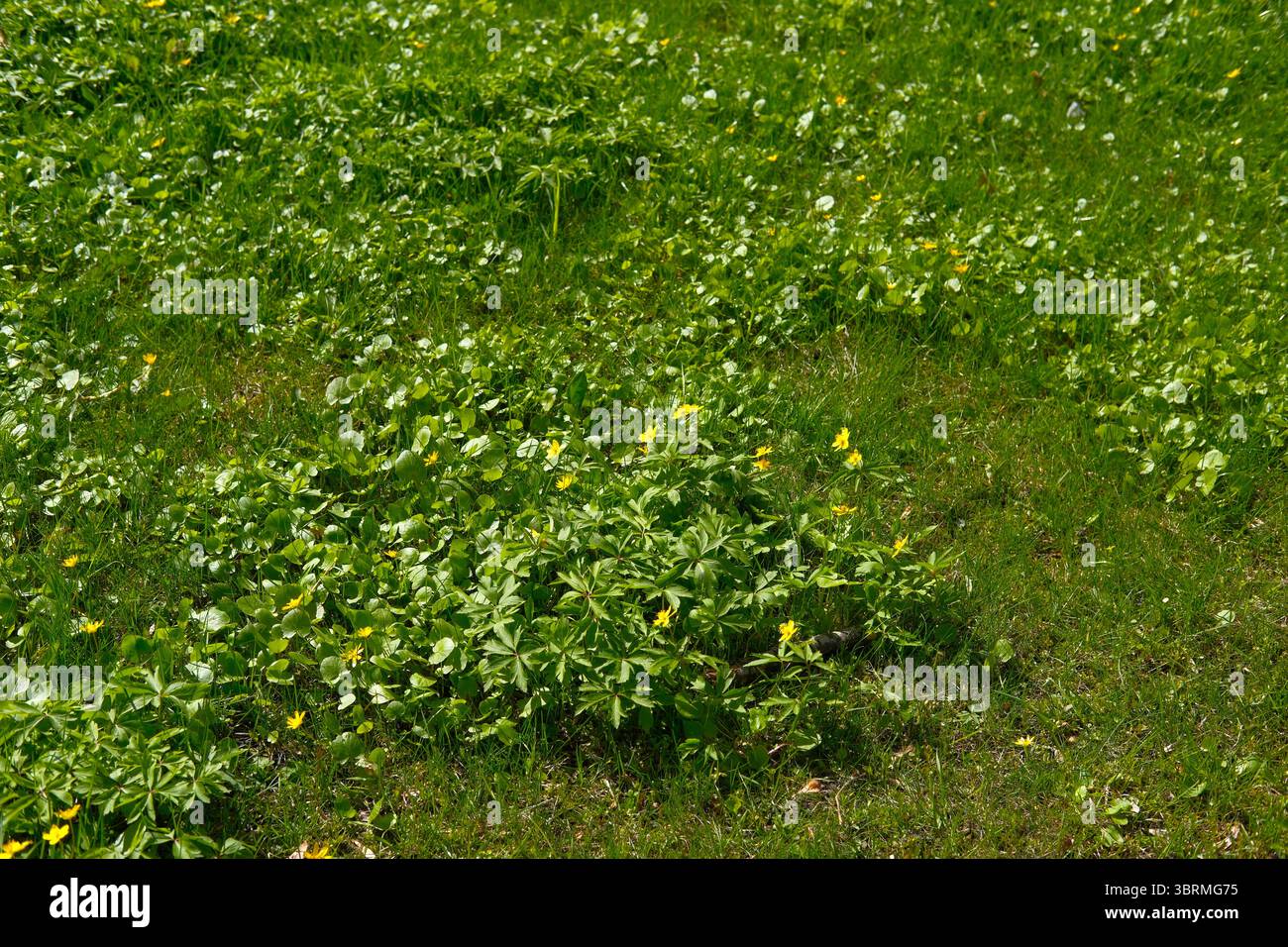 Grasbewachsenes Feld mit vielen gelben Anemonen und kleinerer Celandine und Pilewürze. Rasenflächen im Frühjahr und Sommer, Stadtparkpflege, Gartenarbeit und Unkraut Stockfoto