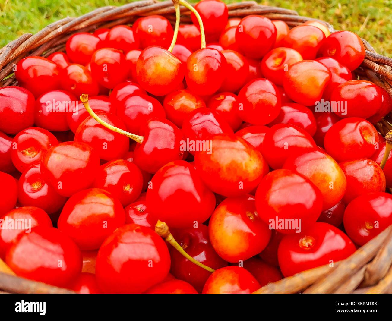 Viele reife rote Kirschen. Hintergrund eines Korbes mit Kirschen auf dem Gras Stockfoto