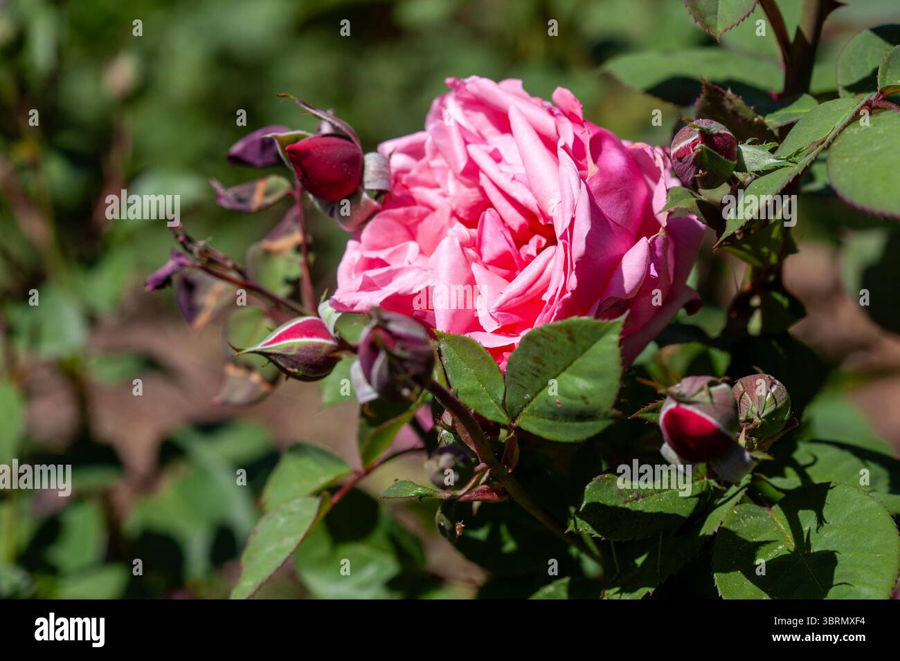 Centifolia stieg in südfrankreich auf Stockfoto