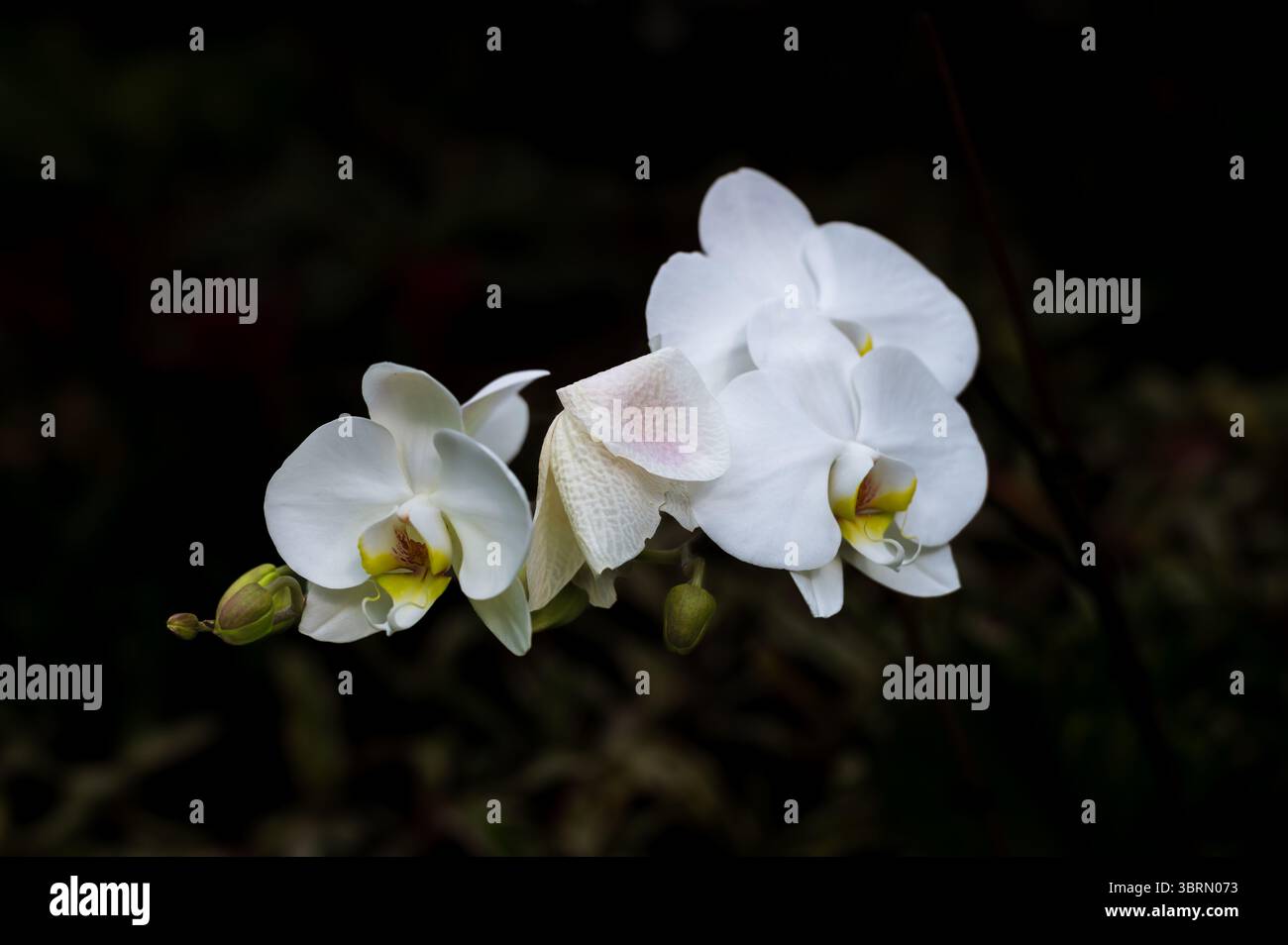 Phalaenopsis Orchideenblüte Nahaufnahme Stockfoto