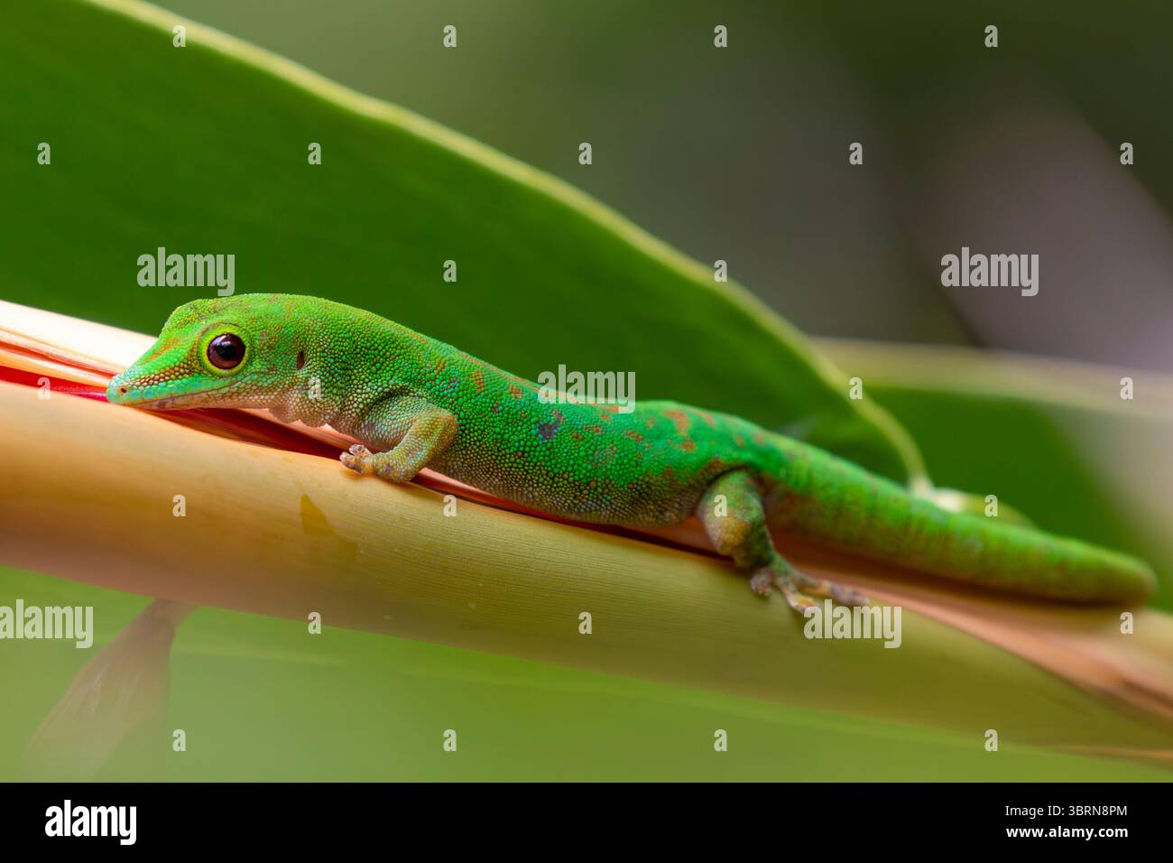 Ein Seychellen-Tagesgecko mit grüner Haut und rötlichen Markierungen ruht auf einem breiten tropischen Blatt auf den Seychellen auf der Insel Praslin. Stockfoto