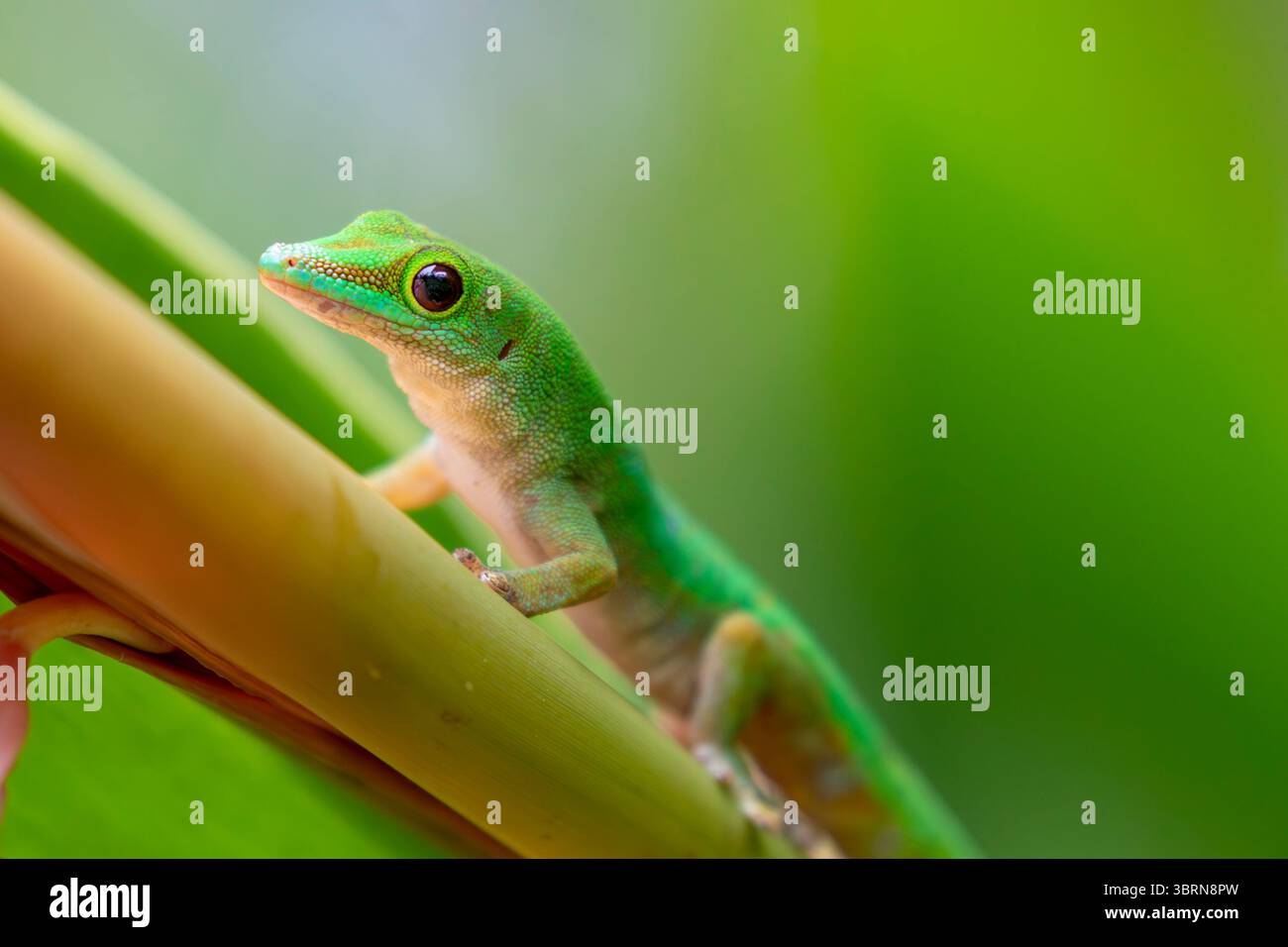 Ein seychellischer Tagesgecko mit schlankem Körper und grüner Haut sitzt auf einer tropischen Blume auf den Seychellen auf der Insel Praslin bei Tageslicht. Stockfoto
