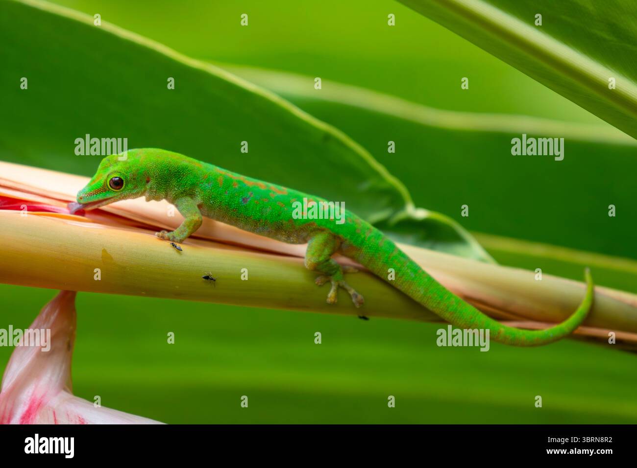 Ein Seychellen-Tagesgecko mit langem Schwanz und grüner Haut liegt auf einem Pflanzenstamm zwischen Blättern auf der Insel Praslin auf den Seychellen bei Tageslicht. Stockfoto