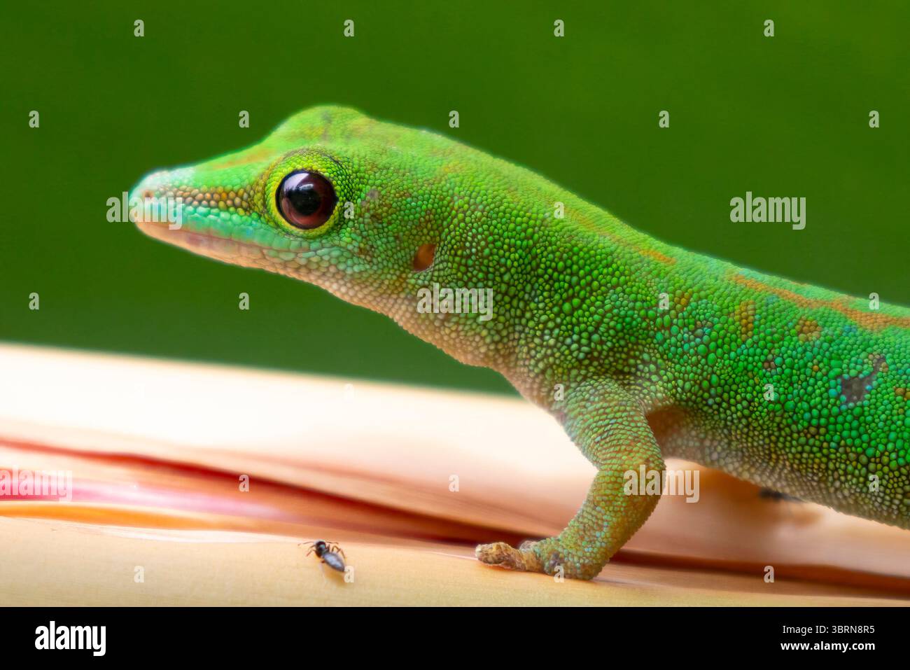 Eine Nahaufnahme eines Seychellen-Tagesgeckos mit grüner Haut und blauen Flecken zeigt seinen Kopf und sein Auge auf einem Pflanzenstamm auf der Insel Praslin auf den Seychellen. Stockfoto