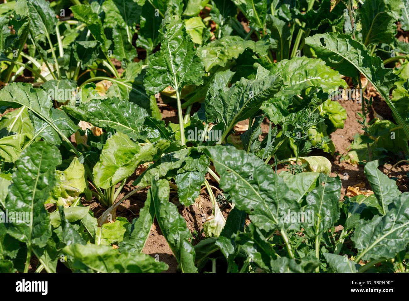 Ein Feld von grünen Blattzuckerrüben, das auf braunem Boden wächst. Pflanzen sind gruppiert und füllen den Rahmen mit unterschiedlichen Grüntönen. Stockfoto