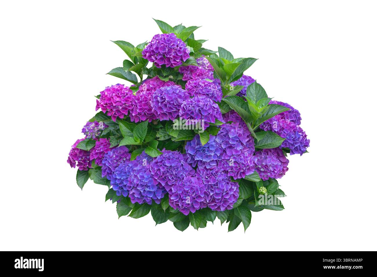 Üppig lila Hortensie Macrophylla Sträucher mit leuchtenden Blüten isoliert auf weißem Hintergrund. Ideal für botanische Designs, Floristik, Pflanzenkataloge, PA Stockfoto