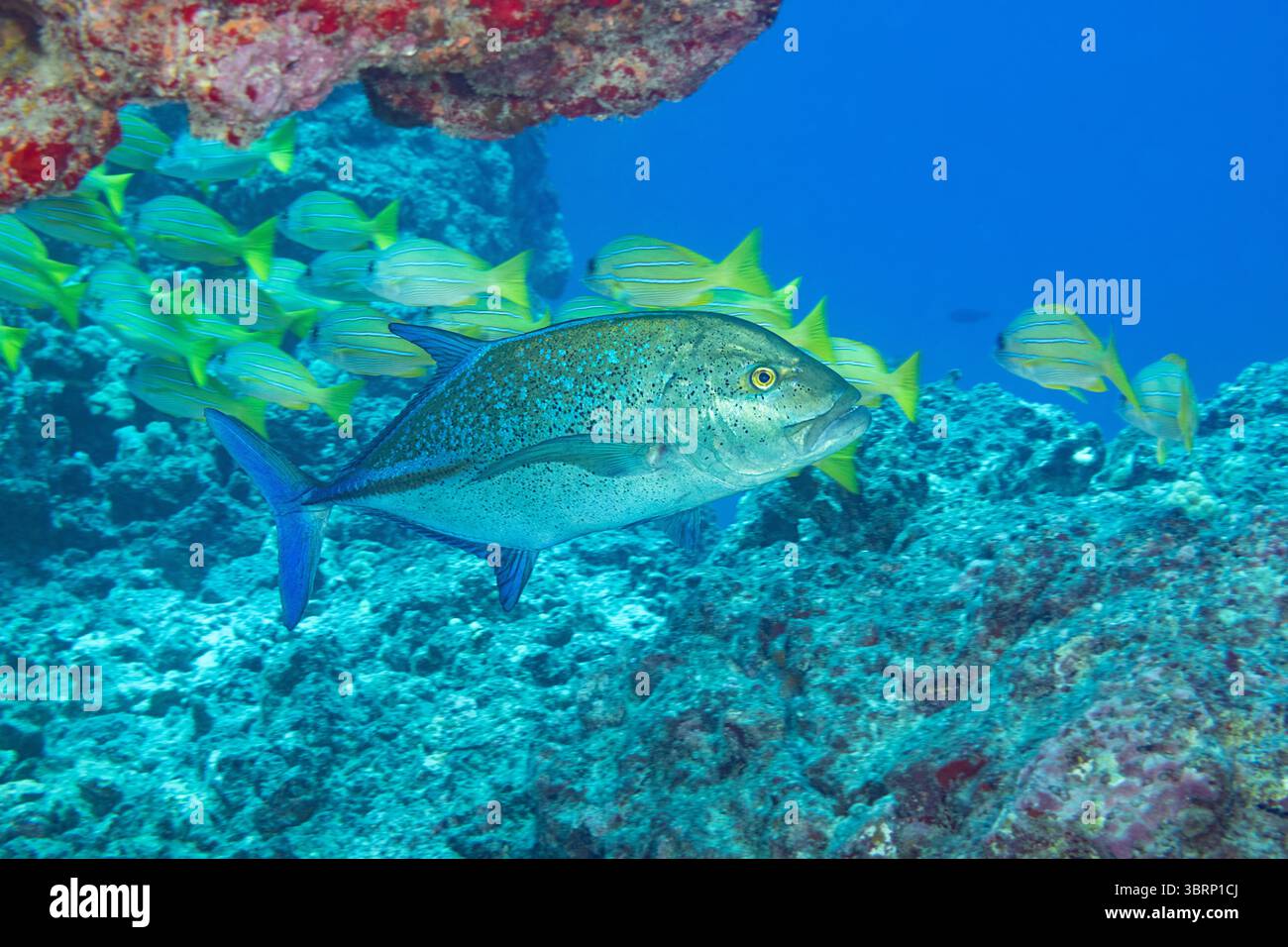 Roter Trevally, Roter Jack oder Omelu, Caranx melampygus und Blaureife Schnappern, Lutjanus kasmira, unter einem Lavarbogen, Kaloko, North Kona, Hawaii Stockfoto